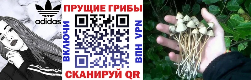 Галлюциногенные грибы Cubensis Куйбышев